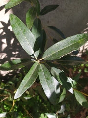 Phillyrea latifolia media