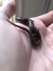 Elgaria multicarinata webbii