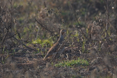 Ortygornis pondicerianus