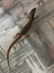 Elgaria multicarinata webbii