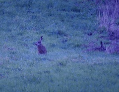 Lepus europaeus