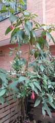 Fuchsia boliviana