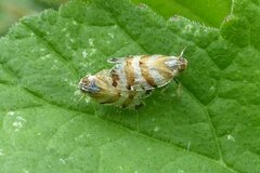 Tachycixius venustulus