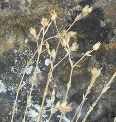 Arenaria serpyllifolia