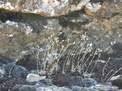 Arenaria serpyllifolia