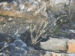 Arenaria serpyllifolia