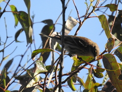 Setophaga coronata