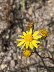 Senecio inaequidens
