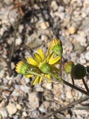 Senecio inaequidens