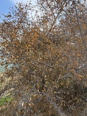 Celtis pallida