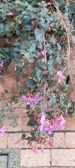 Heterocentron elegans