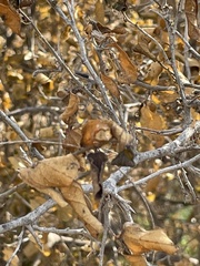 Celtis pallida