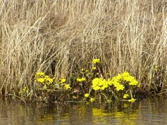 Caltha violacea