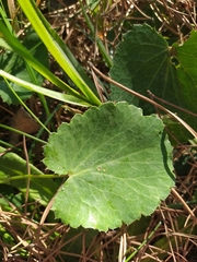 Eryngium tricuspidatum