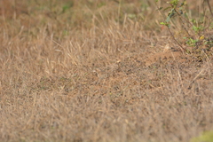 Eremopterix