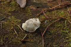 Postia tephroleuca