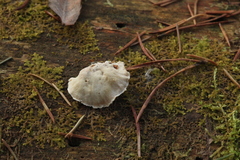 Postia tephroleuca