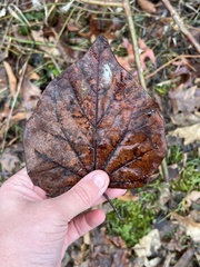 Cercis canadensis