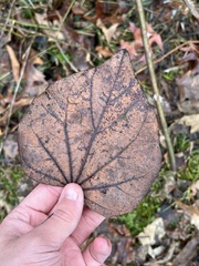 Cercis canadensis