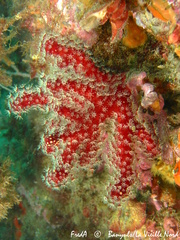 Alcyonium acaule