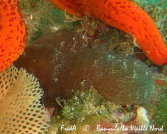 Aplidium fuscum