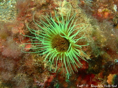 Cerianthus membranaceus