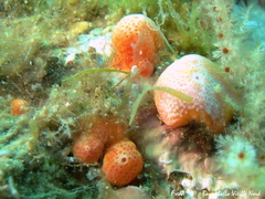 Didemnum coccineum