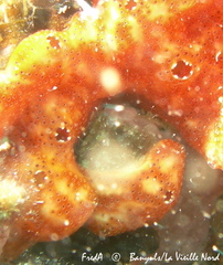Polysyncraton lacazei