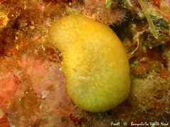 Pseudodistoma crucigaster