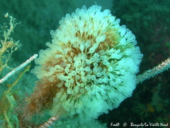 Pycnoclavella communis