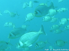 Spondyliosoma cantharus