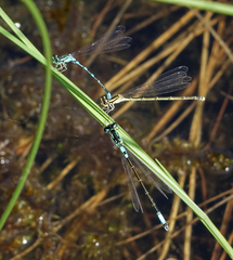 Coenagrion johanssoni