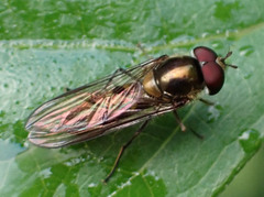 Meliscaeva auricollis