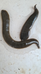 Erpobdellidae