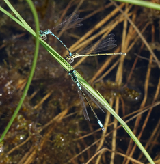 Coenagrion johanssoni