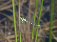 Coenagrion armatum
