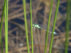 Coenagrion armatum