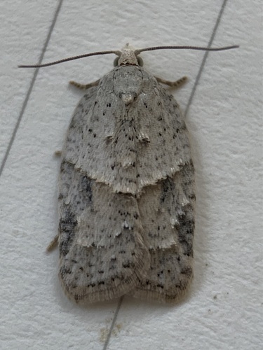 North American Black-headed Birch Leaffolder Moth photo 2