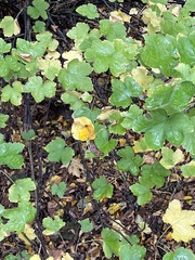 Ribes rubrum