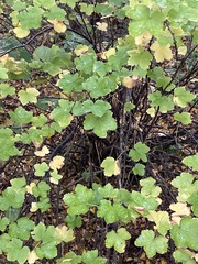 Ribes rubrum