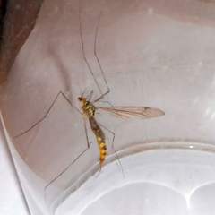 Nephrotoma flavipalpis