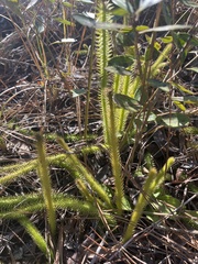Lycopodiella