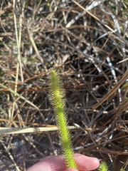 Lycopodiella