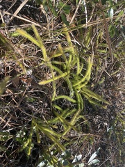 Lycopodiella