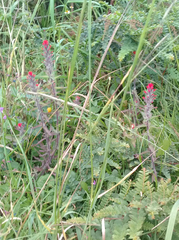 Castilleja arvensis arvensis