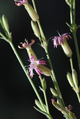 Silene verecunda