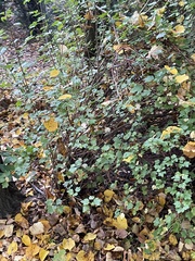 Ribes rubrum