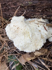 Hericium erinaceus
