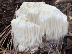 Hericium erinaceus