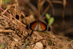 Danaus chrysippus alcippus